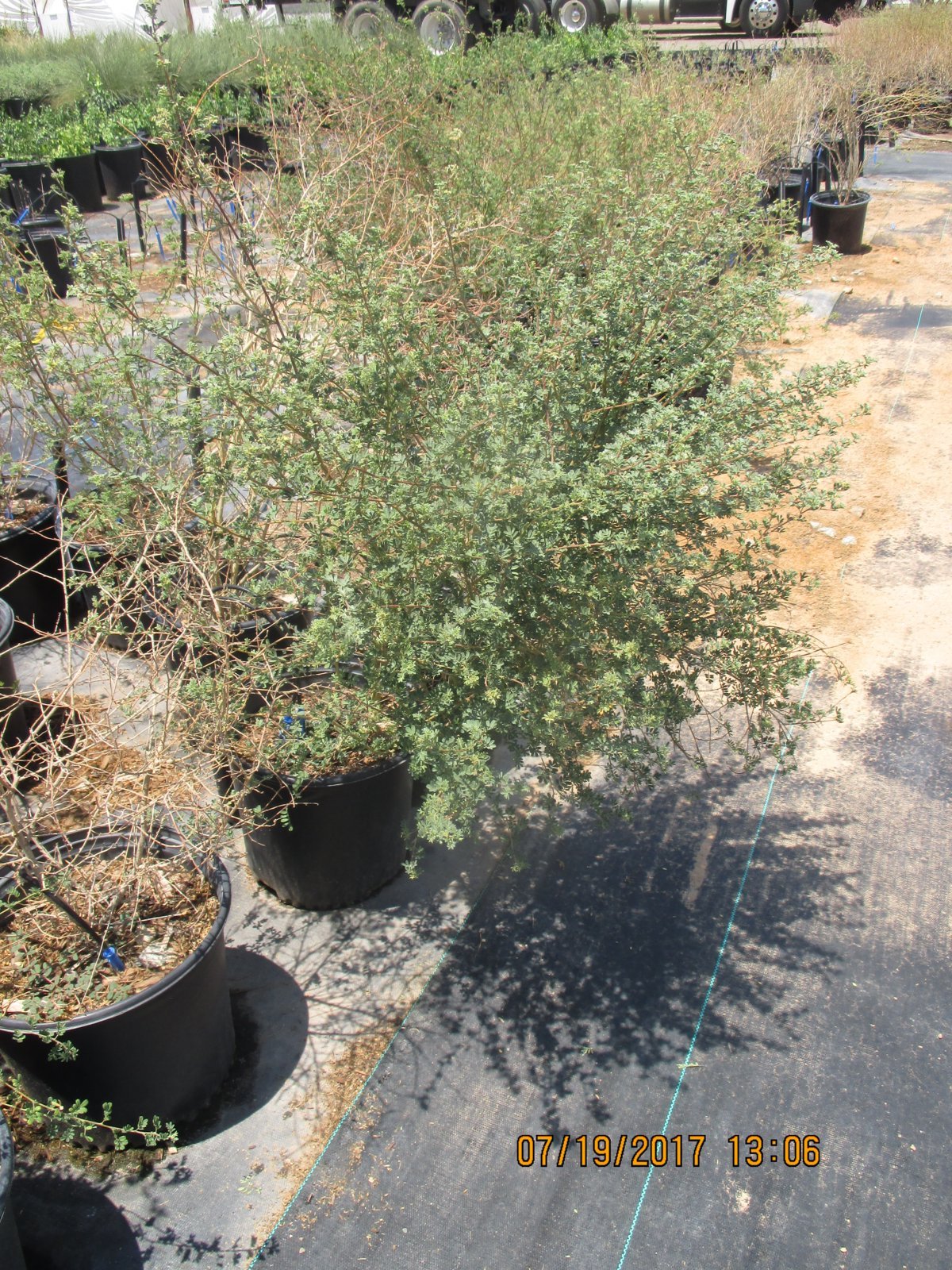 Photo for Dalea frutescens (Black Dalea)