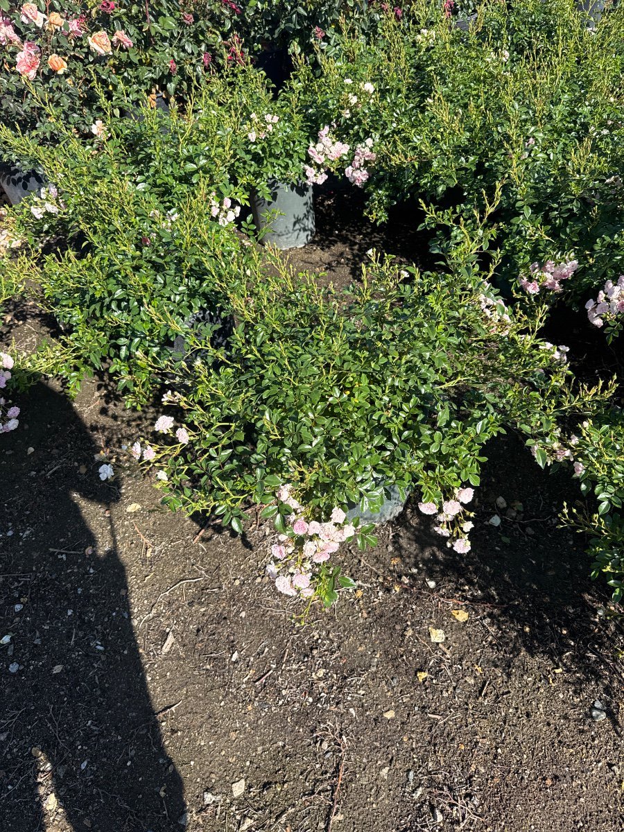 Photo for Rosa 'The Fairy' (Polyantha Rose)