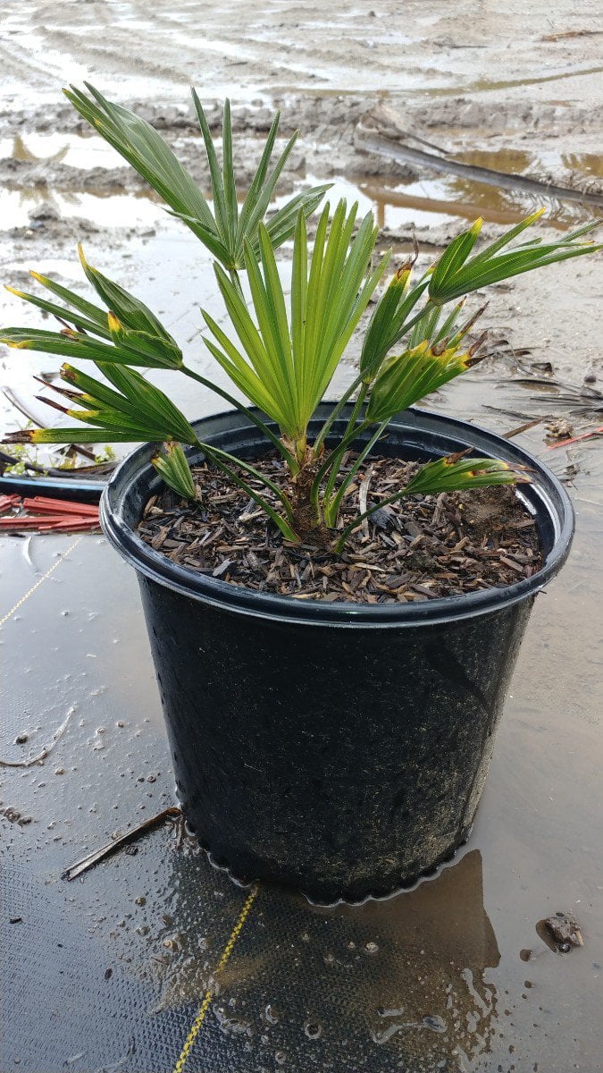 Photo for Trachycarpus wagnerianus (Dwarf Chusan Palm)