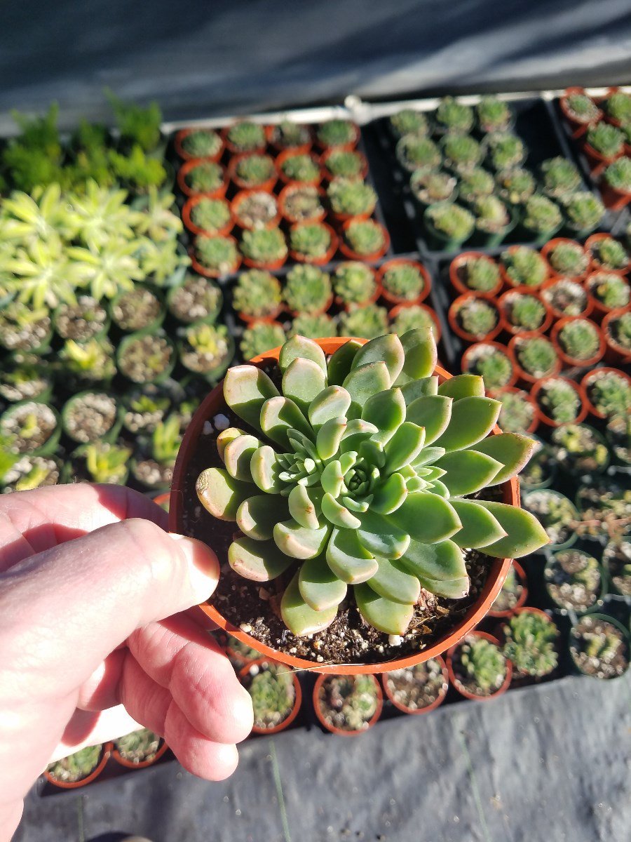 Photo for Echeveria 'Blue Elf' (Blue Elf Echeveria)