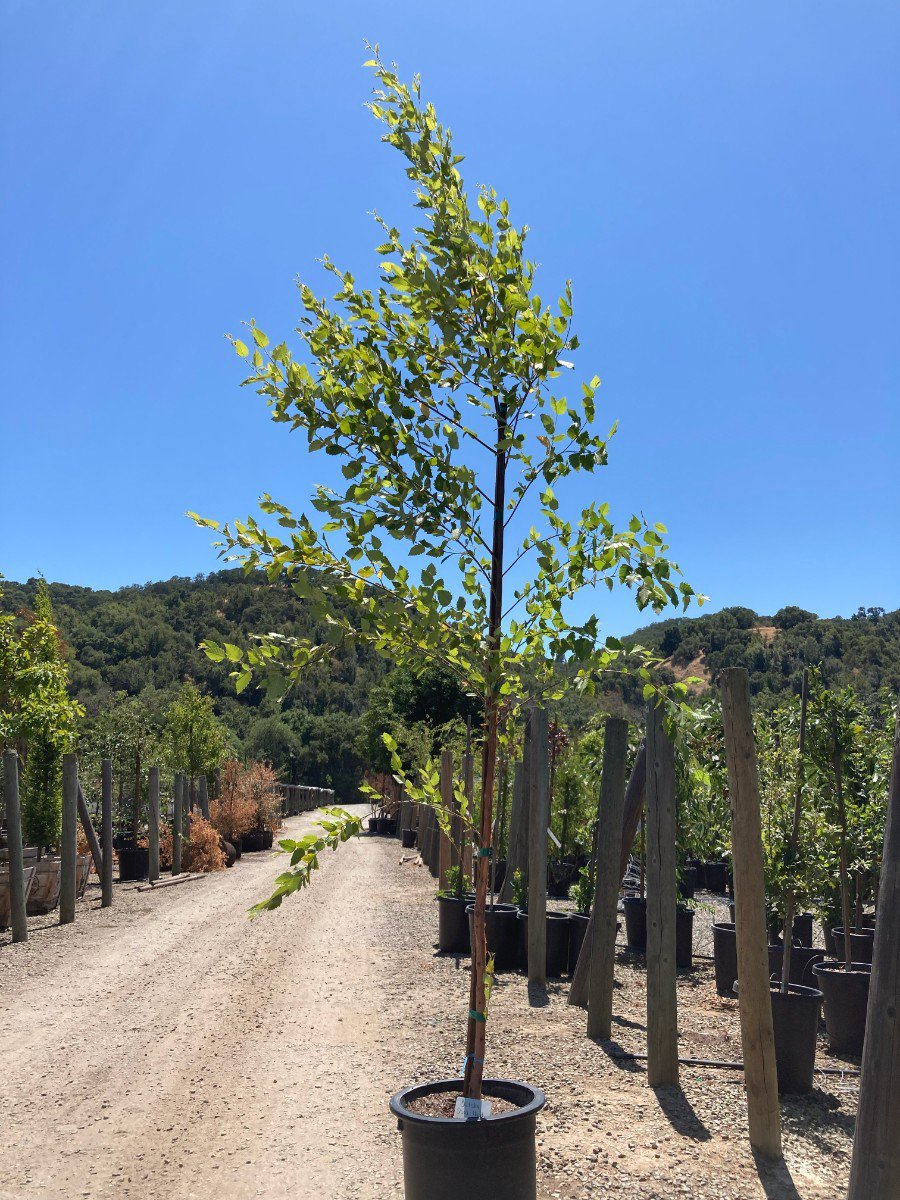 Photo for Betula nigra 'BNMTF' (Dura Heat River Birch)