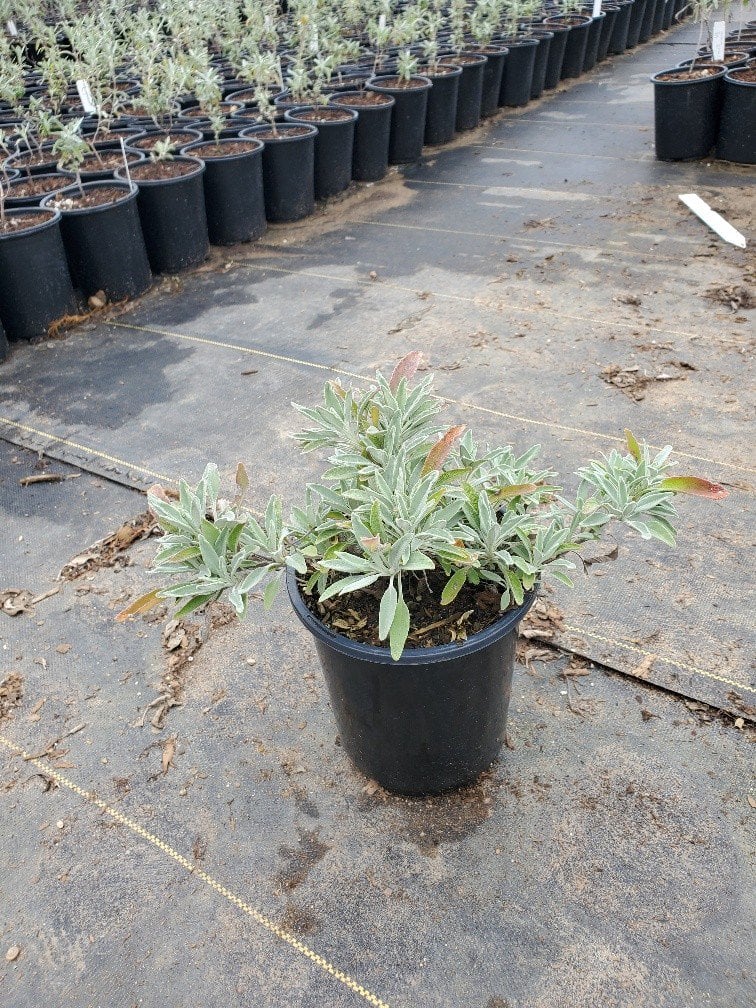 Photo for Salvia sonomensis (Creeping Sage)