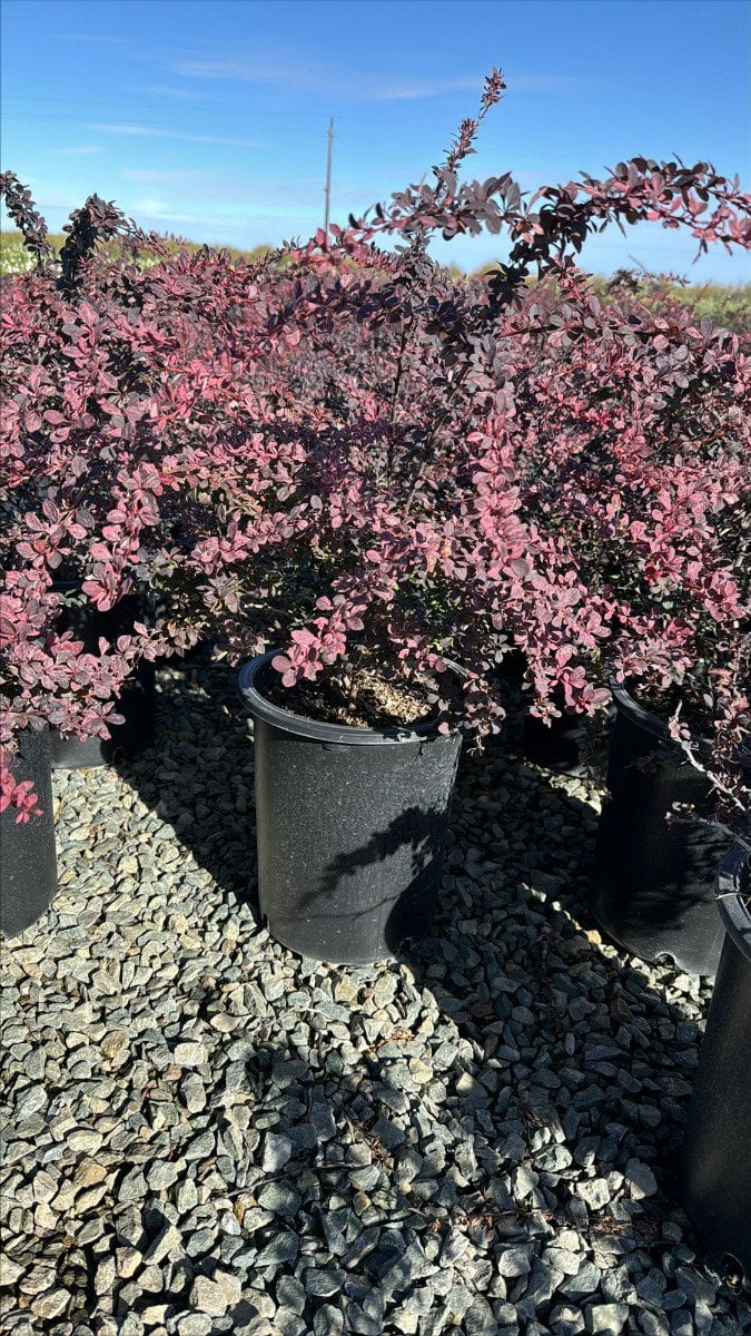 Photo for Berberis thunbergii 'Rose Glow' (Rose Glow Japanese Barberry)