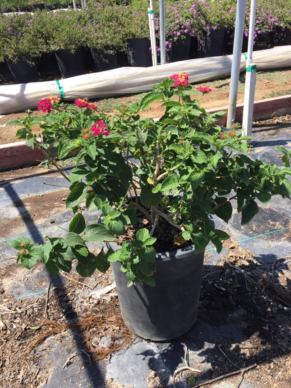 Photo for Lantana camara ‘Carnival’ (Carnival Lantana)