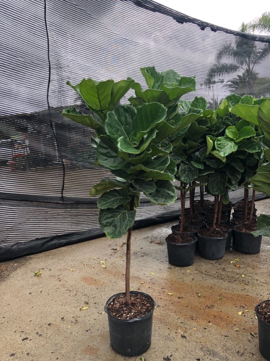 Photo for Ficus lyrata (Column) (Fiddle-leaf Fig )