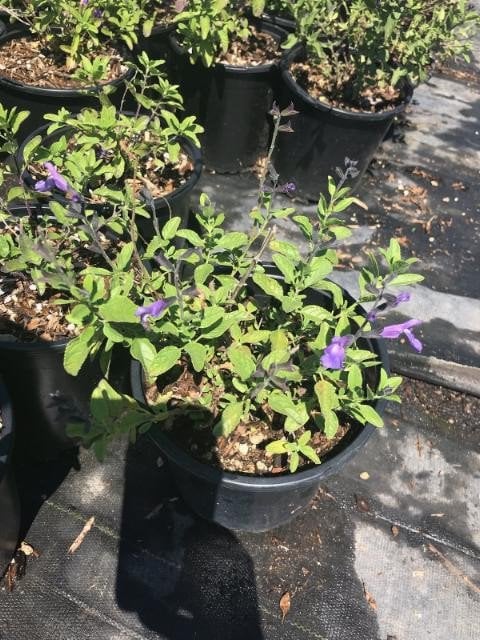 Photo for Salvia officinalis (Common Sage)