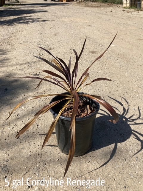 Photo for Cordyline 'Renegade' (Renegade Cordyline)