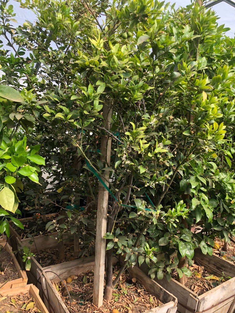 Photo for Citrus reticulata 'Cutie' (Cutie Easy Peel Mandarin)