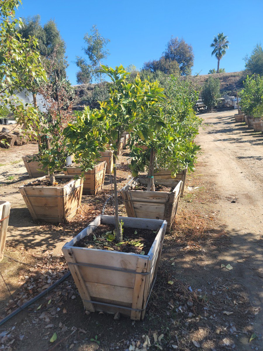 Photo for Citrus sinensis 'Valencia' (Semi-Dwarf) (Semi-Dwarf Valencia Orange)