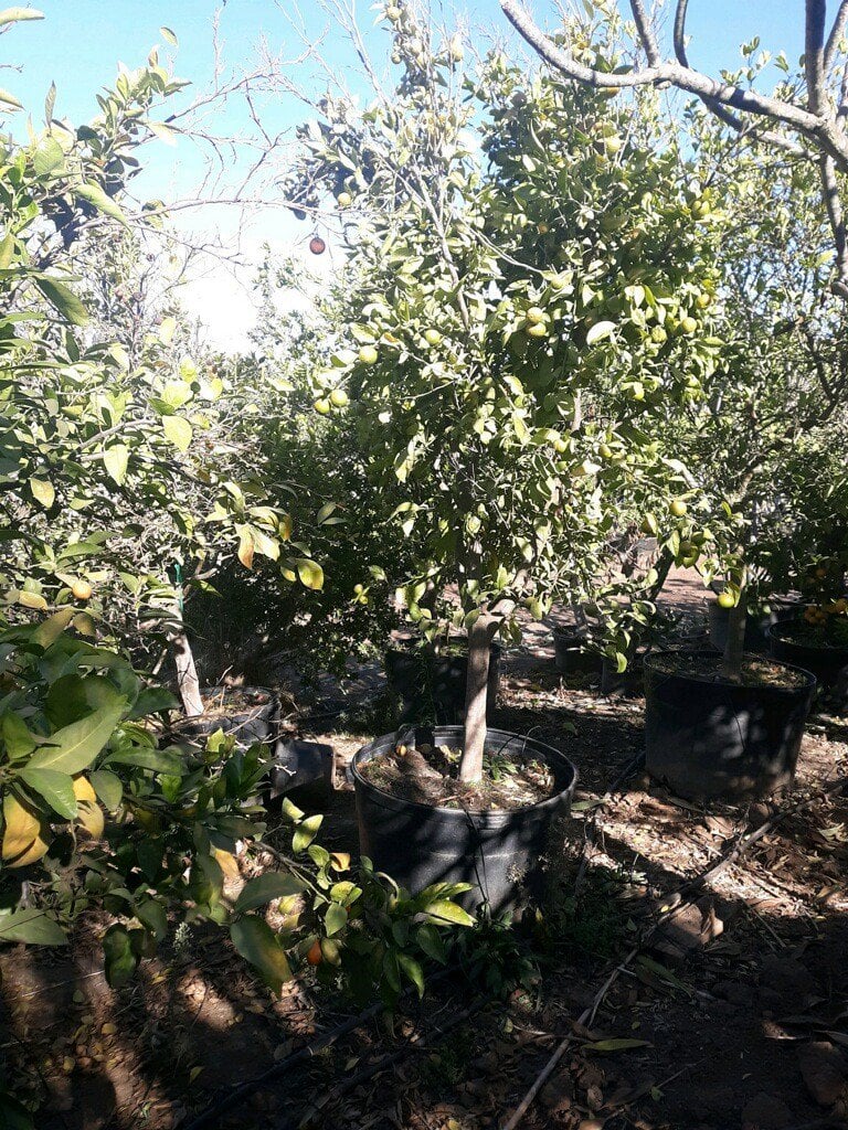 Photo for Citrus reticulata 'Blanco' (Pixie Mandarin)