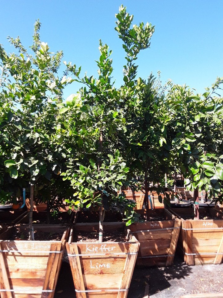 Photo for Citrus hystrix (Kaffir Lime, Makrut Lime)