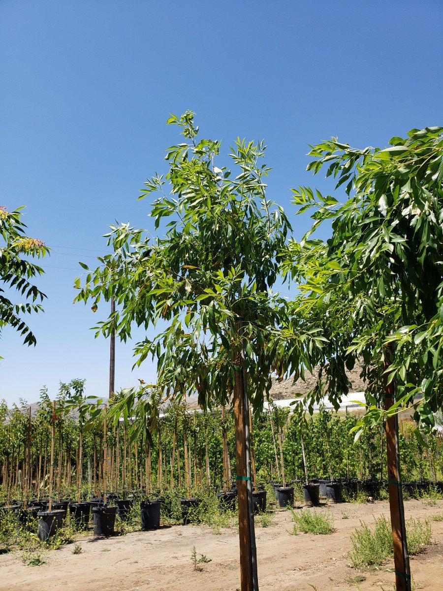 Photo for Fraxinus velutina 'Modesto' (Standard) (Modesto Ash)