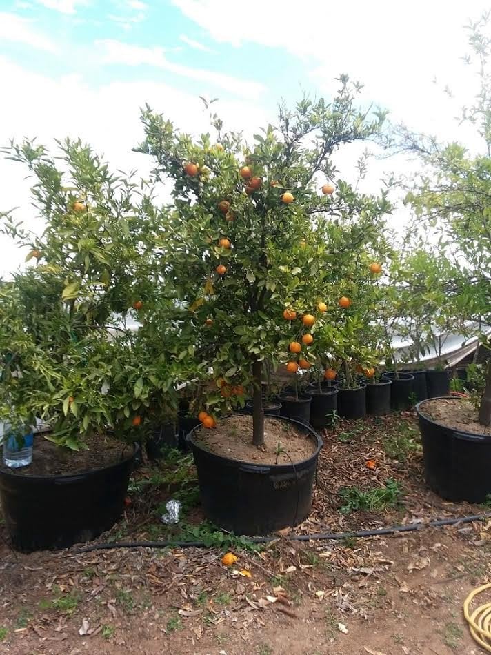 Photo for Citrus reticulata Blanco (Gold Nugget Mandarin)