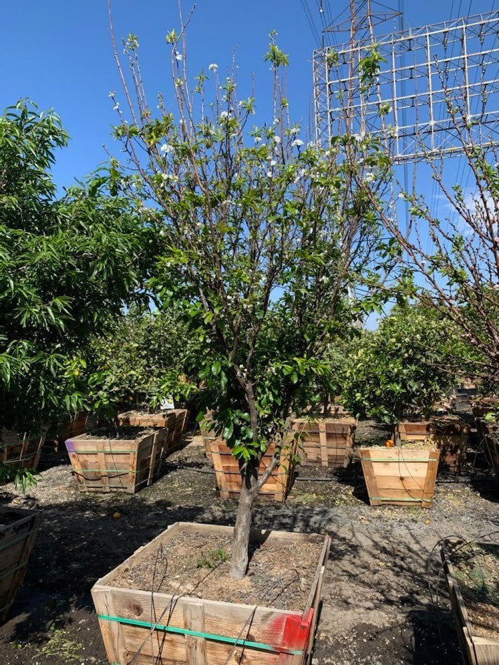 Photo for Prunus salicina 'Burgundy' (Burgundy Japanese Plum)