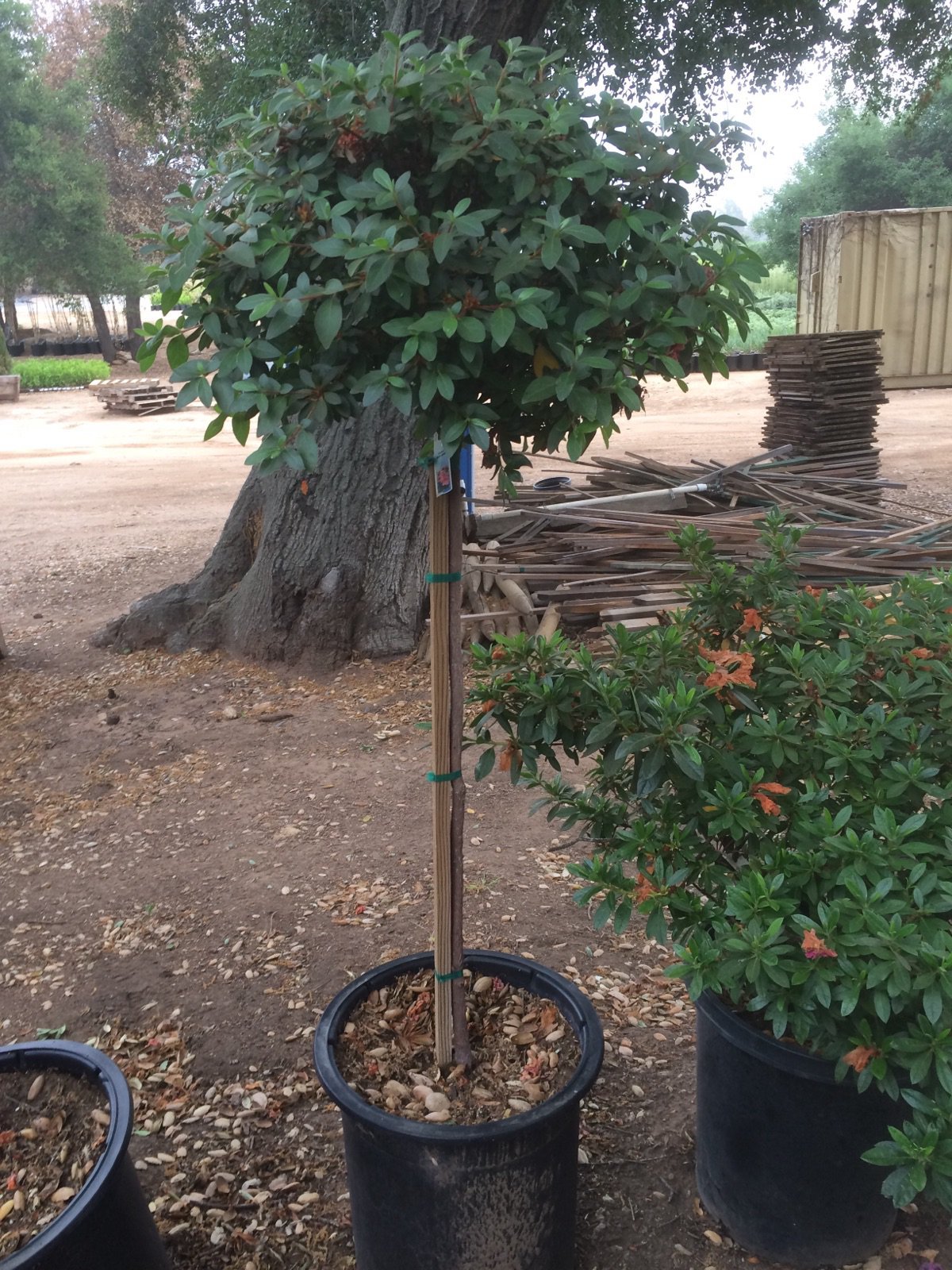 Photo for Azalea 'Red' (Standard) (Red Azalea (Tree Form))