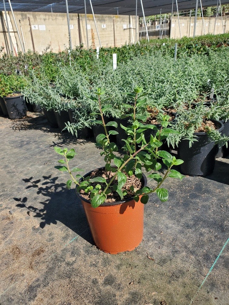 Photo for Monardella odoratissima (Mountain Pennyroyal)