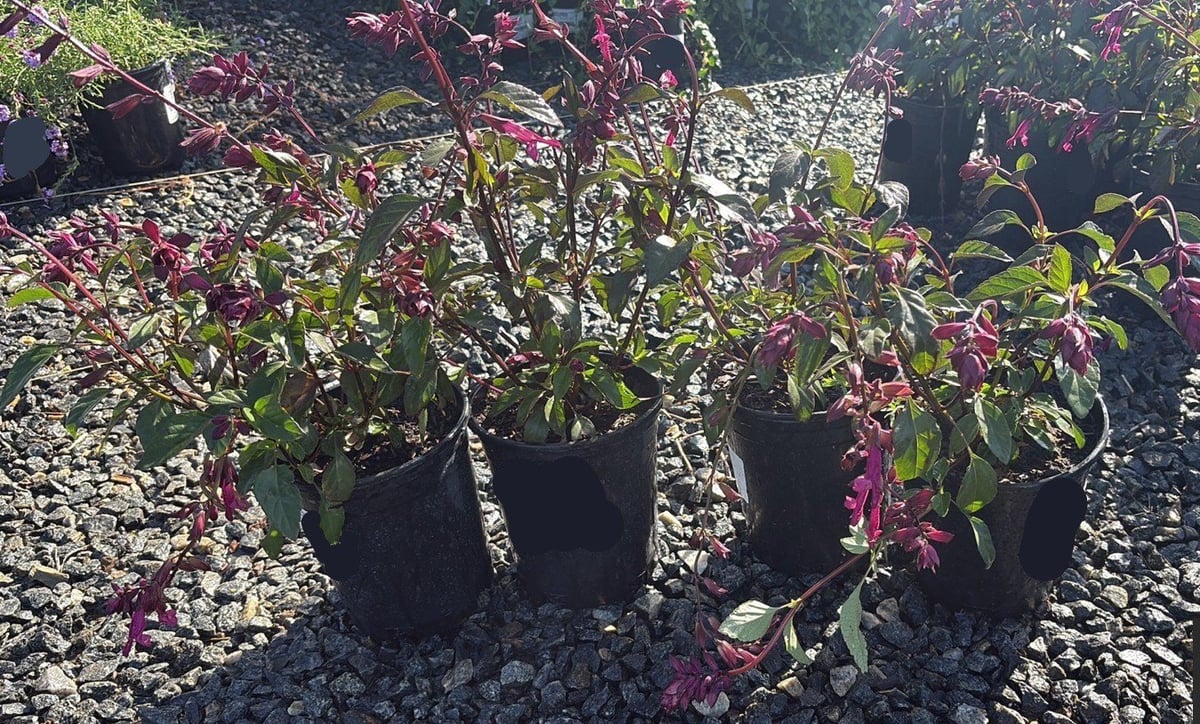 Photo for Salvia 'Love And Wishes' (Love And Wishes Sage)