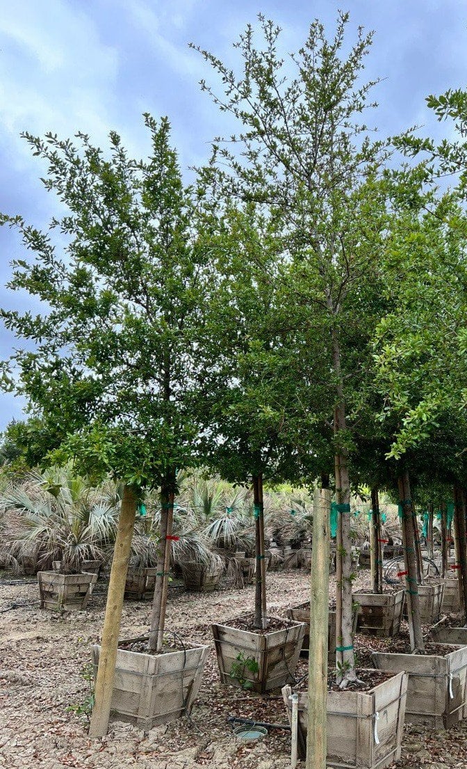 Photo for Quercus virginiana 'Cathedral' ('SDLN') (Cathedral Live Oak)