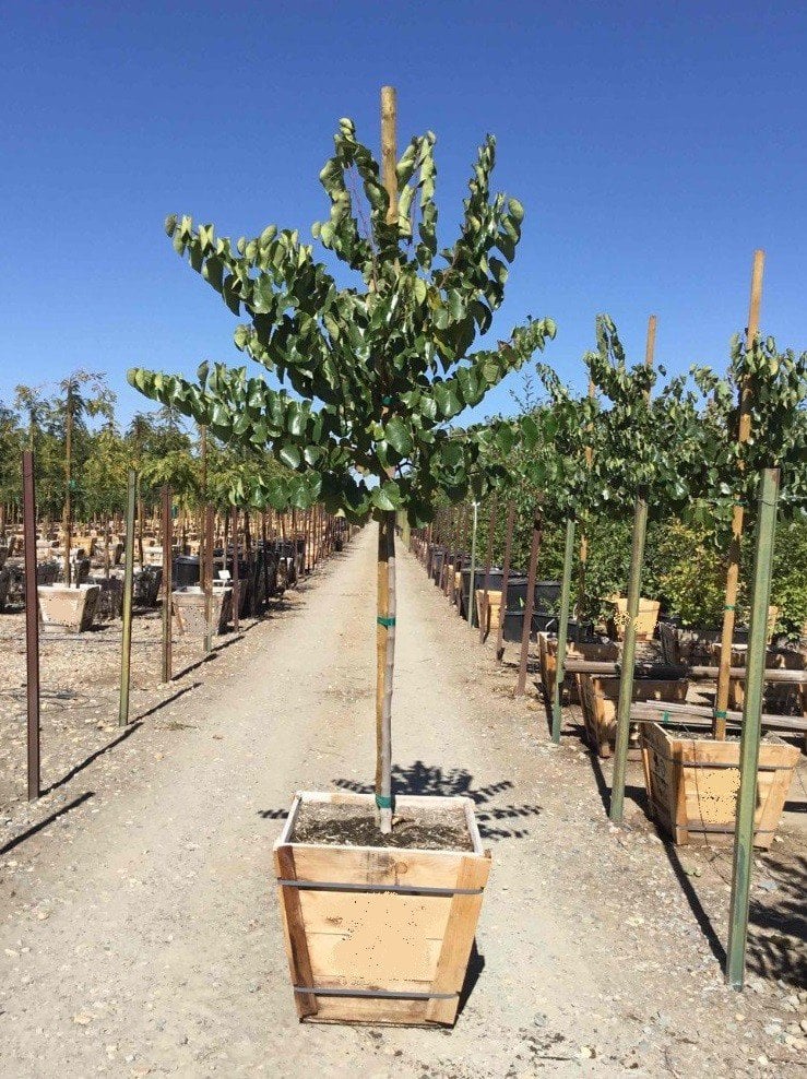 Photo for Cercis canadensis var. texensis 'Oklahoma' (Standard) (Oklahoma Redbud)
