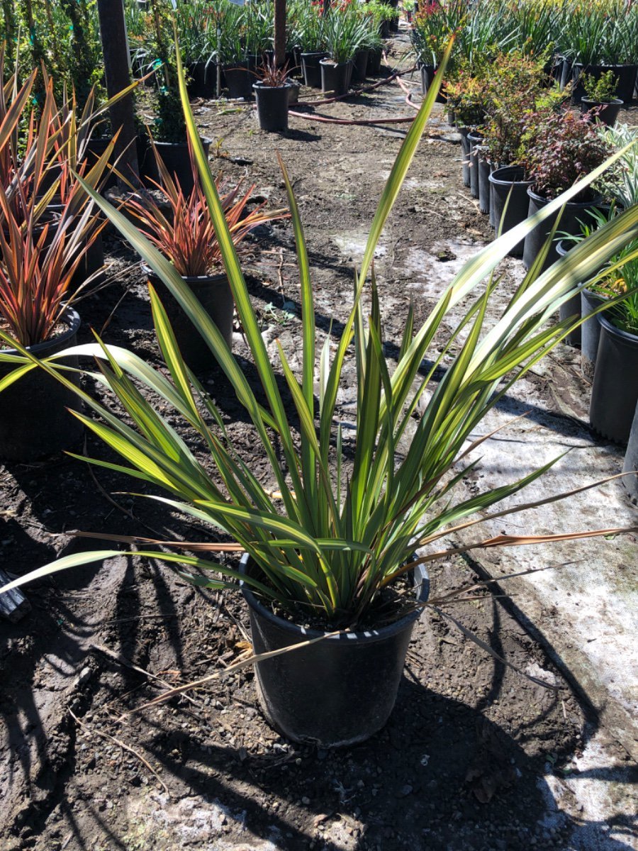 Photo for Phormium 'Cream Delight' (Variegated New Zealand Flax)