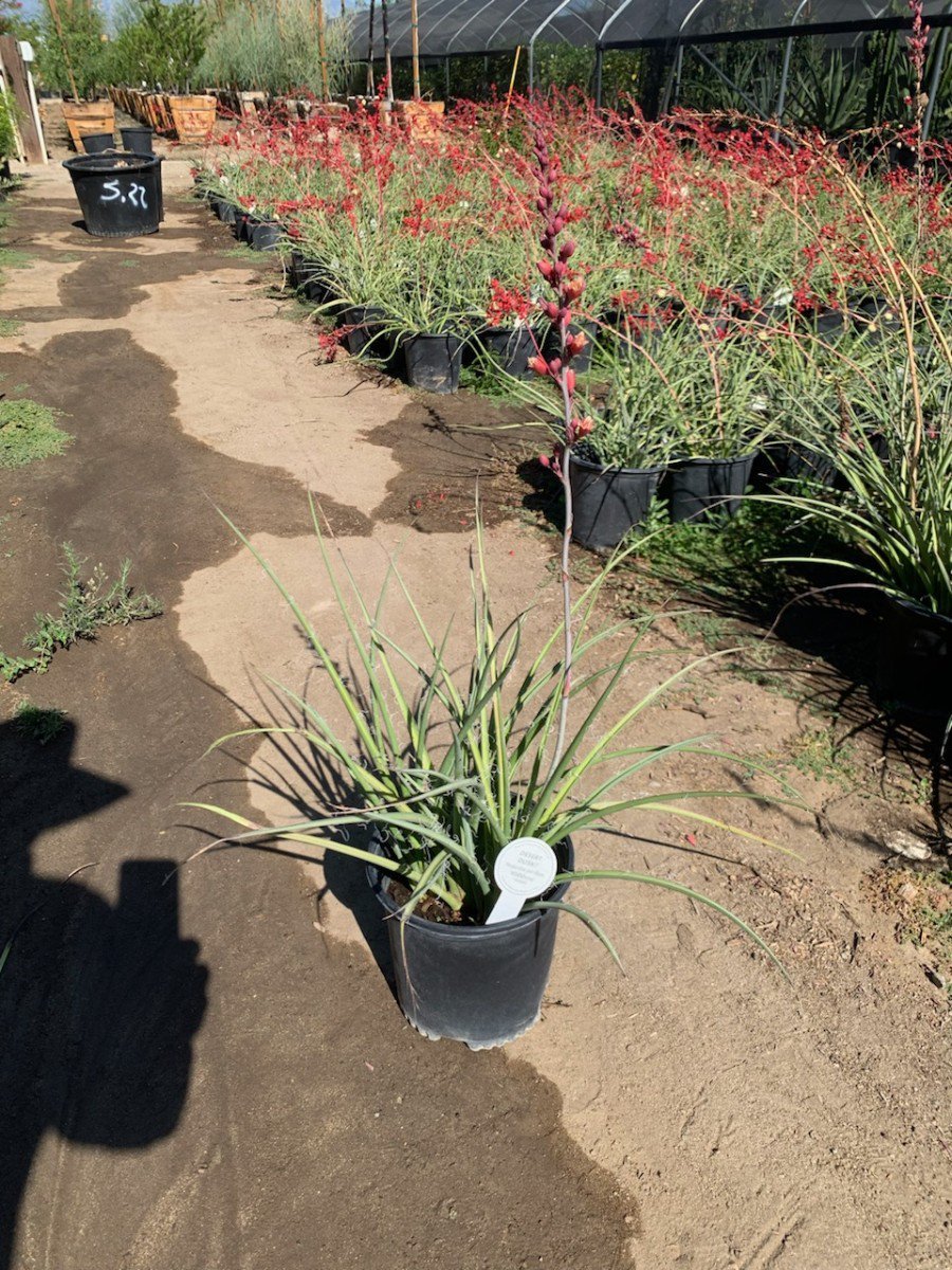 Photo for Hesperaloe parviflora 'Desert Dusk' (Desert Dusk Yucca)