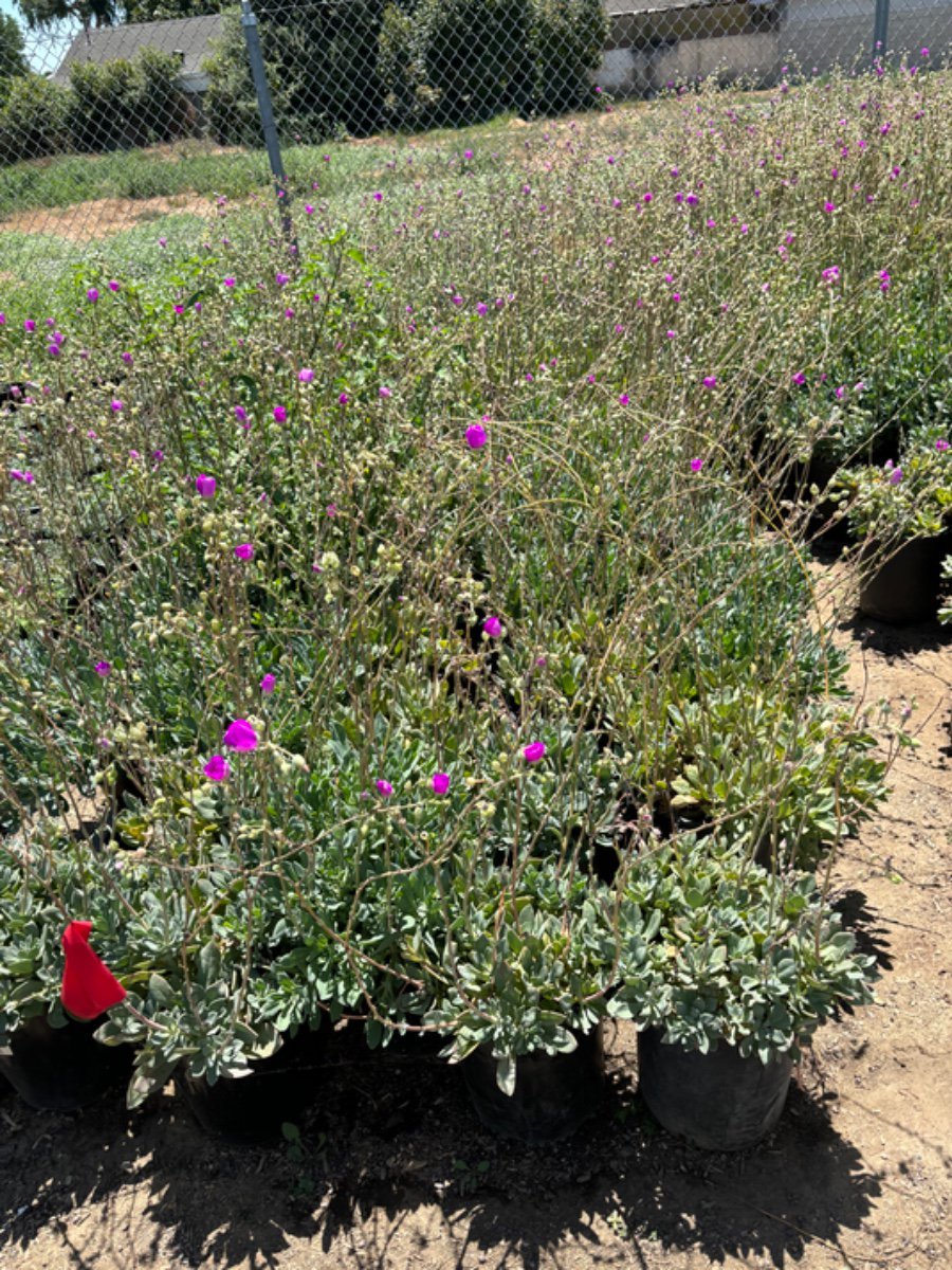 Photo for Calandrinia 'Shinning Pink' (Calandrinia 'Shining Pink')