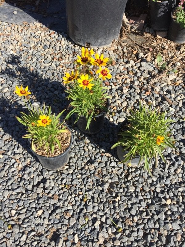 Photo for Coreopsis grandiflora 'Sunfire' (Sunfire Coreopsis)