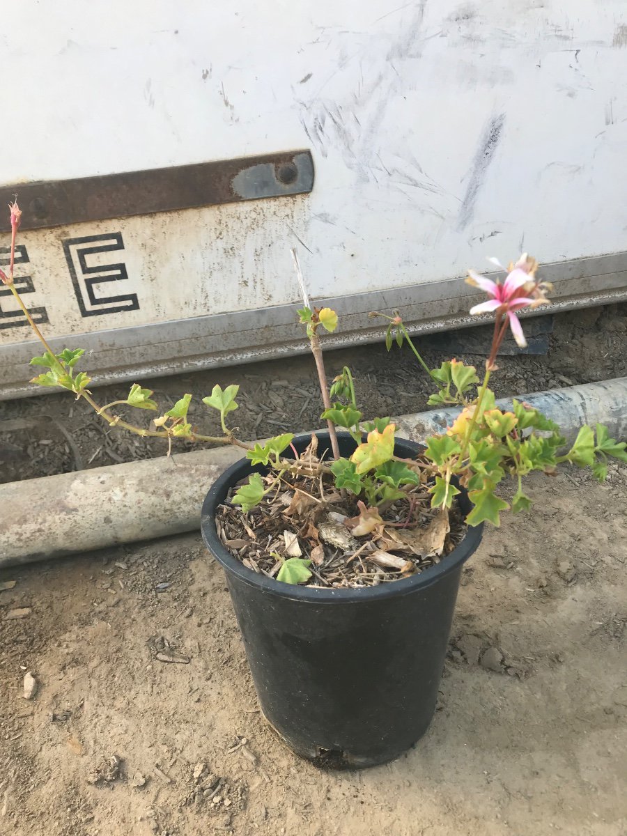 Photo for Pelargonium peltatum (Ivy Geranium)