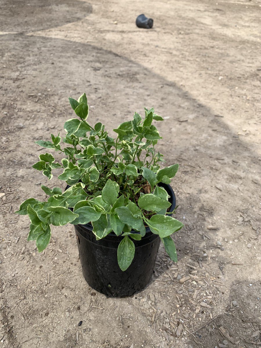 Photo for Vinca minor 'Variegata' (Variegated Common Periwinkle)