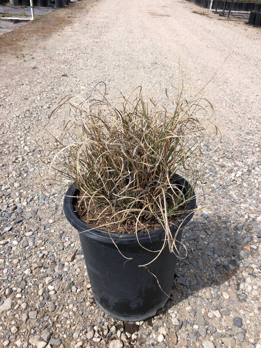Photo for Miscanthus sinensis 'Gracillimus' (Gracillimus Eulalia)