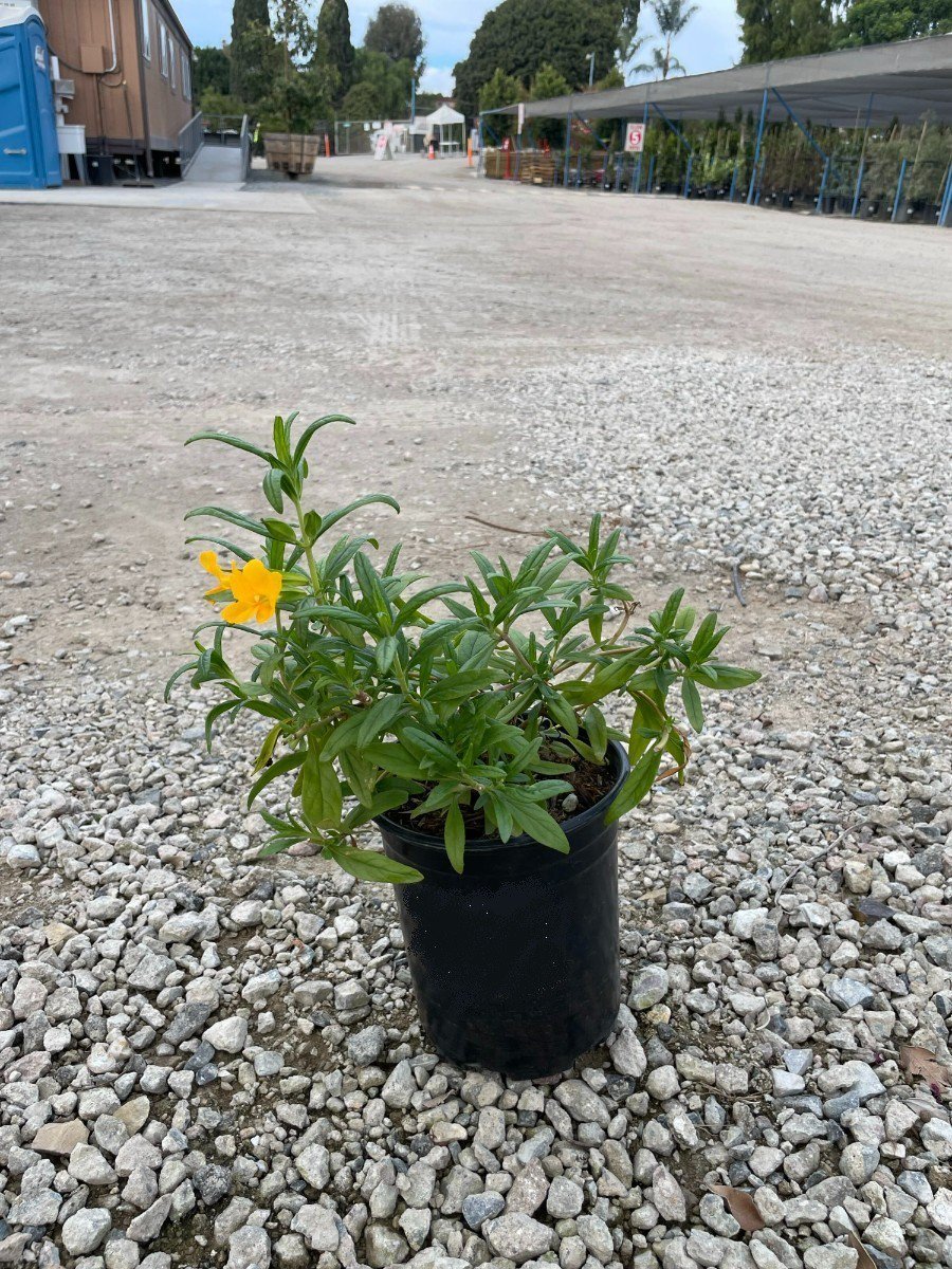 Photo for Mimulus 'Jelly Bean Gold' (Jelly Bean Gold Monkeyflower)