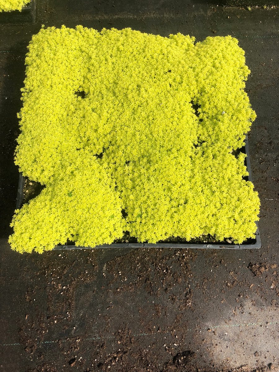 Photo for Sedum 'de Oro' (Gold Moss Sedum)