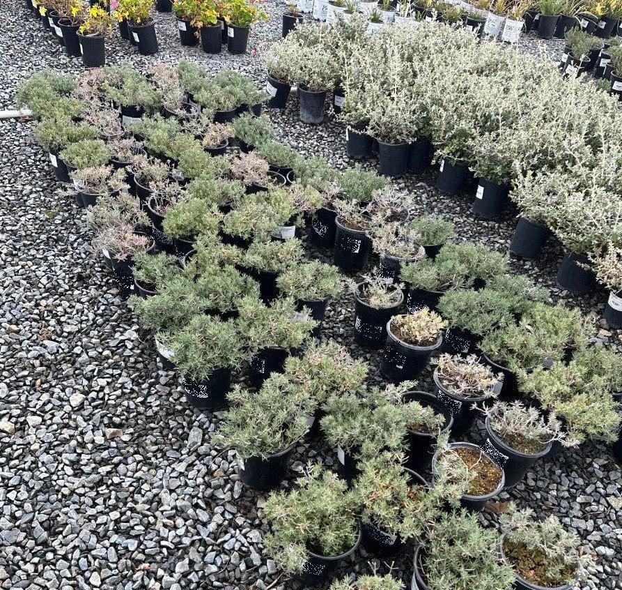 Photo for Teucrium cossonii (Majorcan Teucrium)