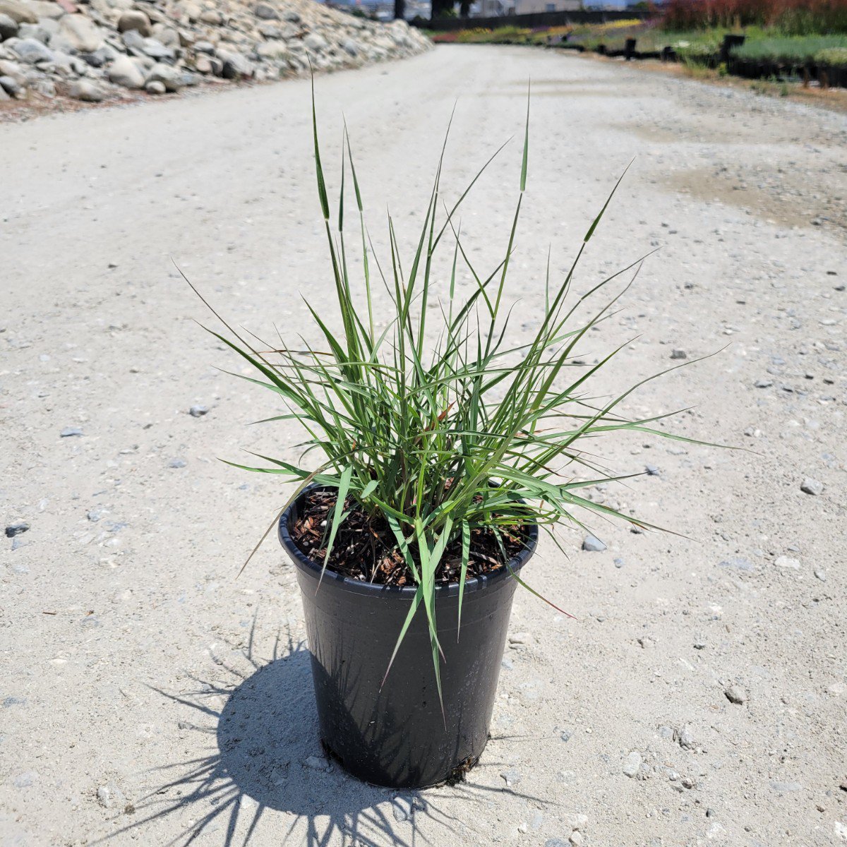 Photo for Pennisetum orientale (Chinese Fountain Grass)