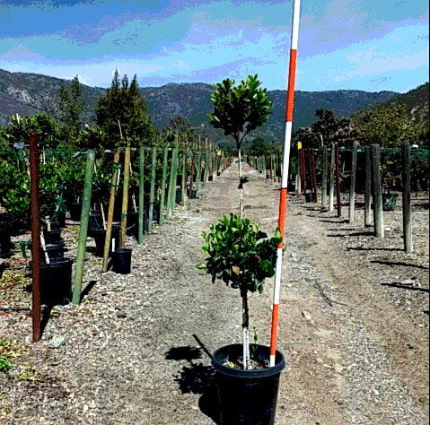 Photo for Ligustrum japonicum (2-tier Topiary) (Japanese Topiary)