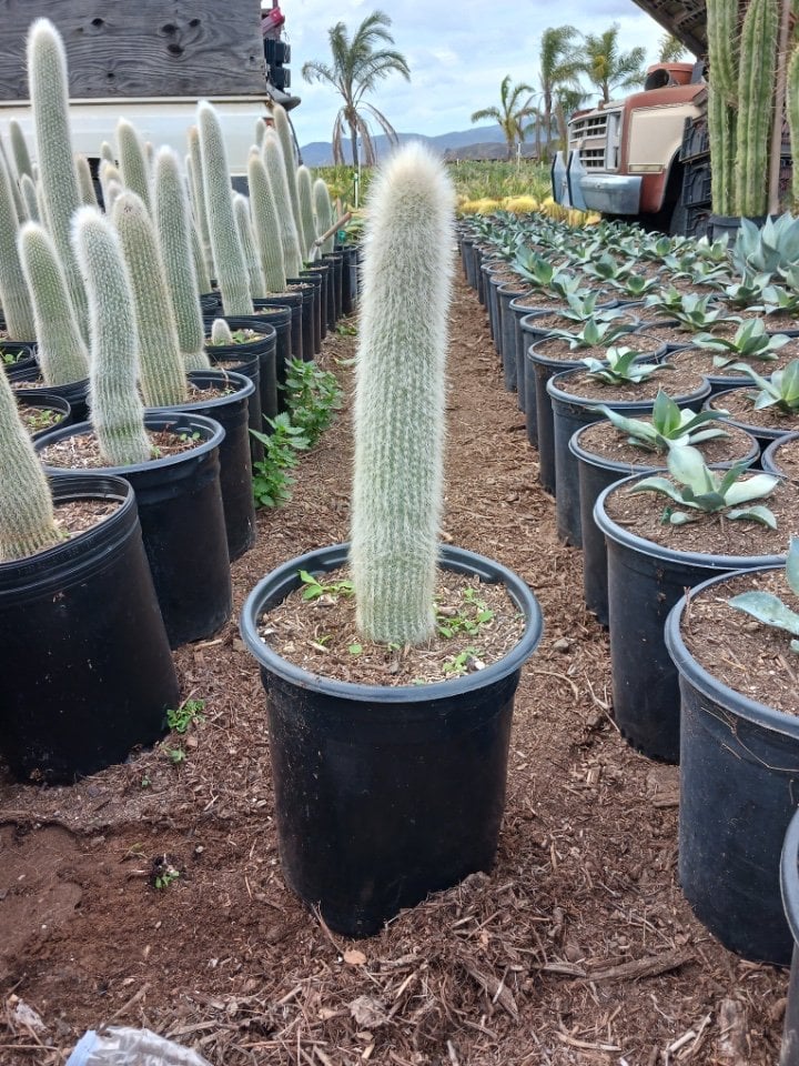 Photo for Cleistocactus strausii (Silver Torch Cactus)