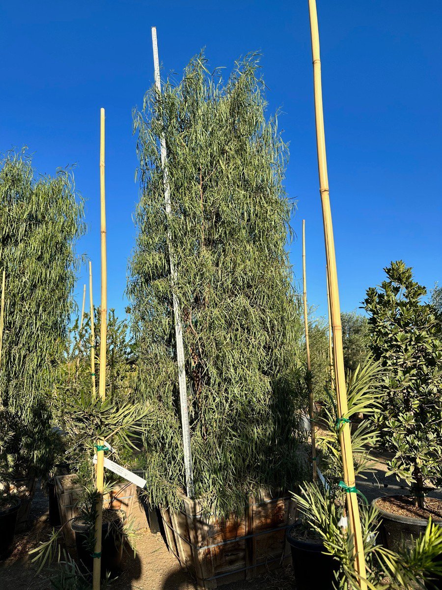 Photo for Geijera parviflora (Multi) (Australian Willow)