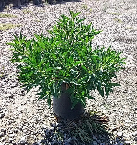 Photo for Myoporum laetum ‘Clean n Green’ (Clean and Green Myoporum)