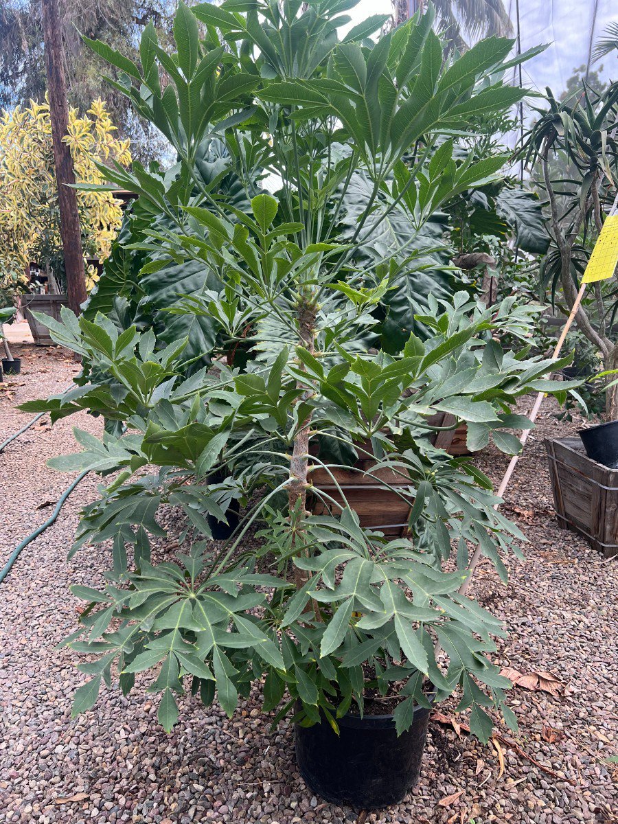 Photo for Cussonia spicata (Spiked Cabbage Tree)