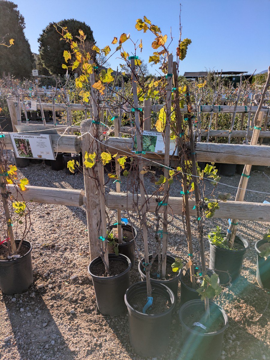 Photo for Vitis vinifera 'Chardonnay' (Chardonnay Grape)