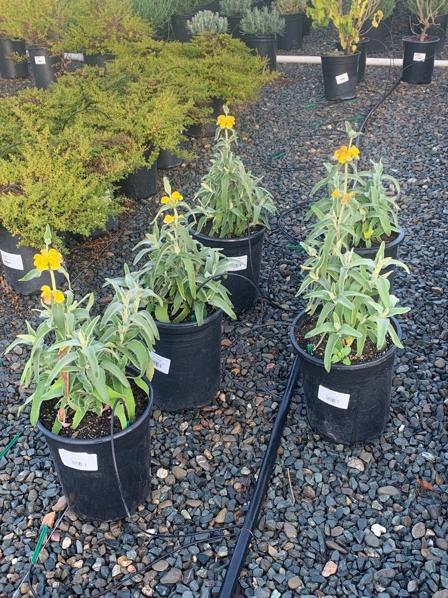 Photo for Phlomis lanata (Small Jerusalem Sage)