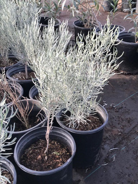 Photo for Senna phyllodinea (Silver Leaf Cassia)
