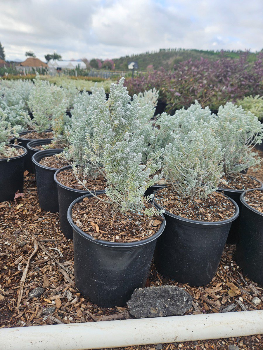 Photo for Maireana sedifolia (Pearl Bush)