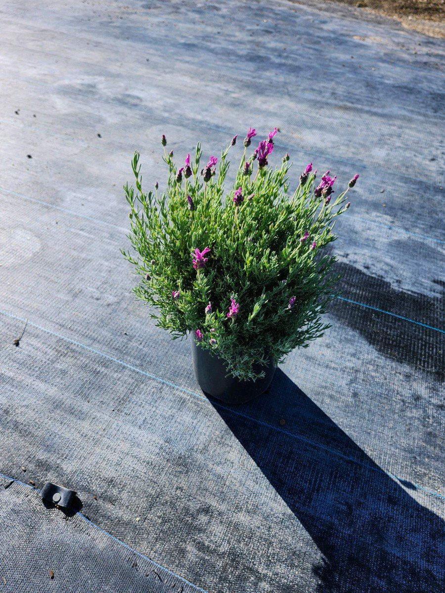 Photo for Lavandula stoechas 'Madrid Lavish Pink' (Madrid Lavish Pink Spanish Lavender)