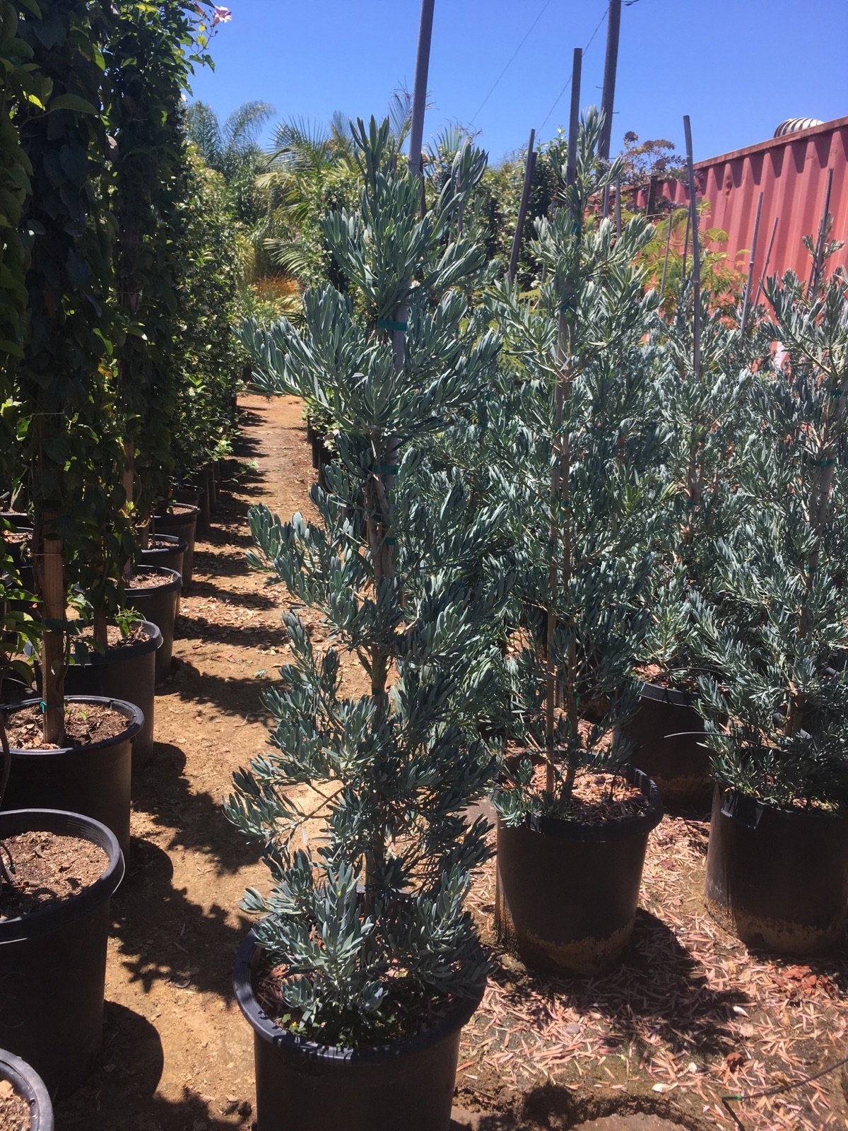 Buy Podocarpus elongatus 'Monmal' (Column) (Icee Blue Yellow-Wood)