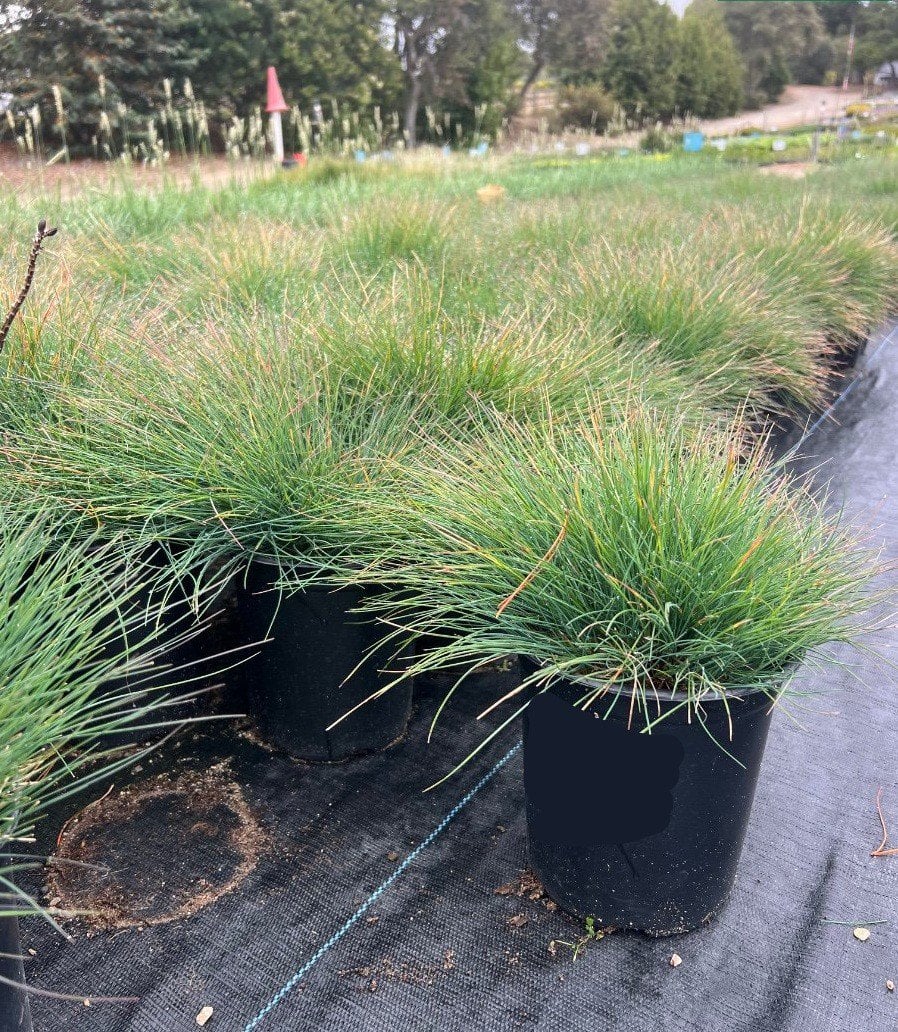 Photo for Festuca idahoensis 'Tomales Bay' (Tomales Bay Idaho Fescue)