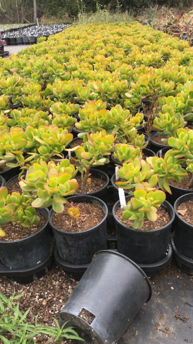 Photo for Crassula ovata (C. argentea) (Jade Plant)