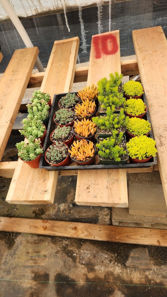 Photo for Sedum album (Assorted) (White Stonecrop)