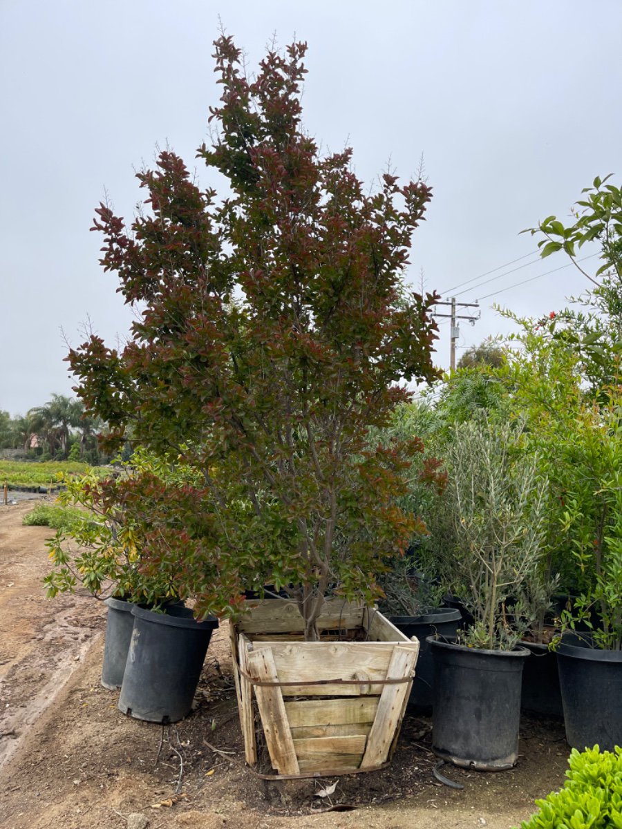 Photo for Lagerstroemia 'Arapaho' (Multi) (Arapaho Crape Myrtle)