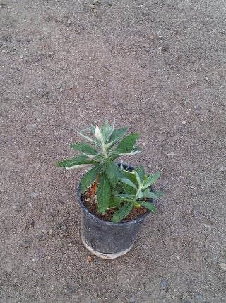 Photo for Artemisia douglasiana (Mugwort)